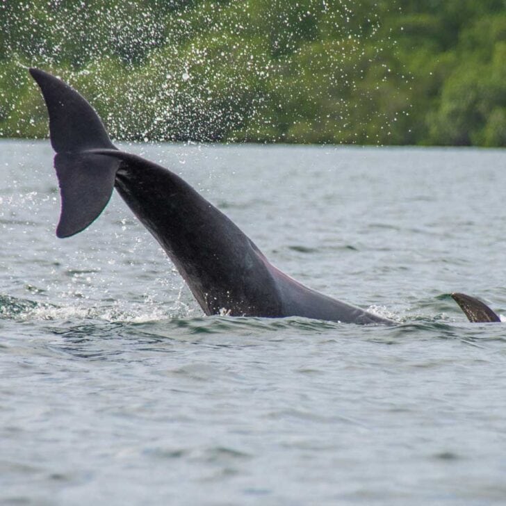 A dolphin splashes around on a Puerto Jimenez, Bio-Luminescence and Sunset Kayak Tour