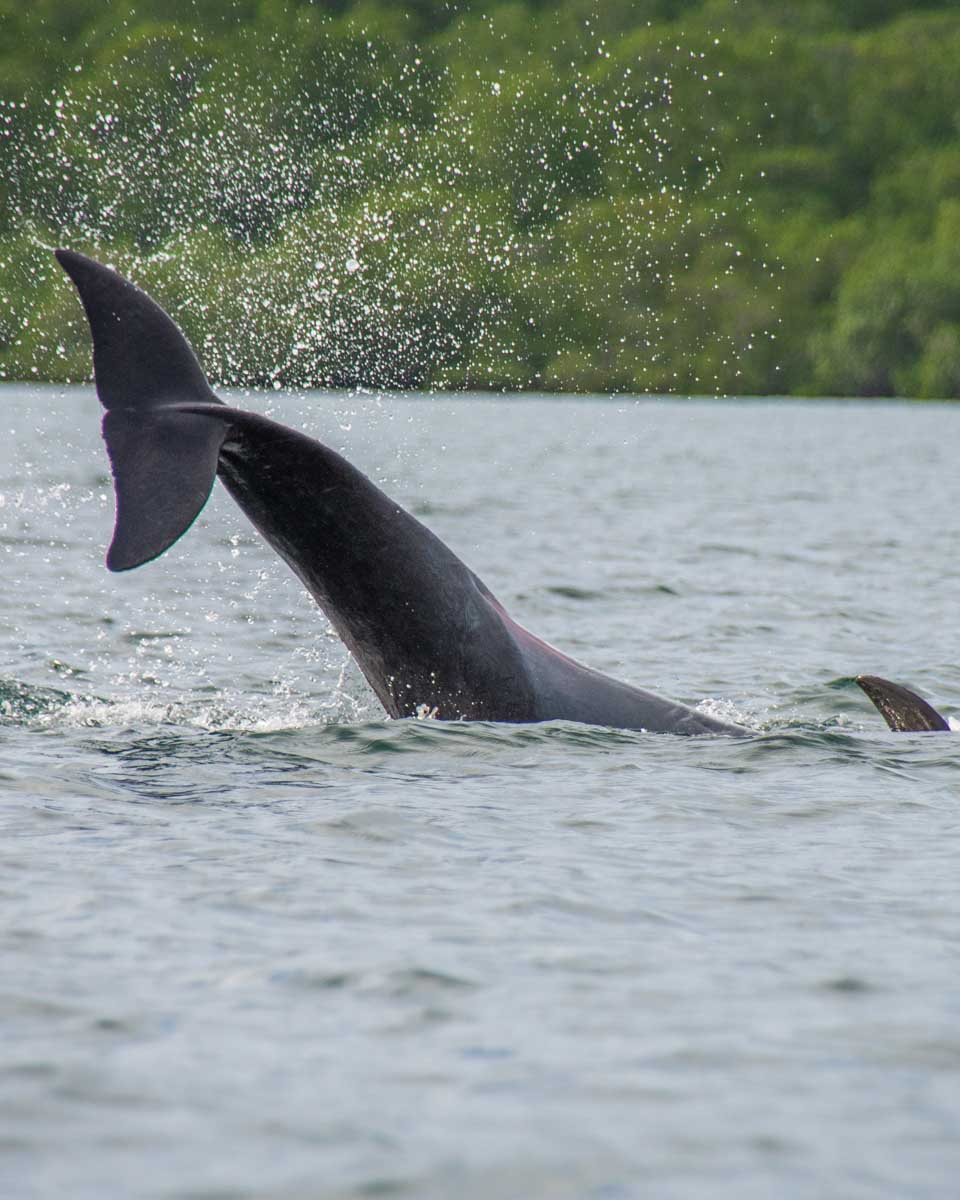 A dolphin splashes around on a Puerto Jimenez, Bio-Luminescence and Sunset Kayak Tour