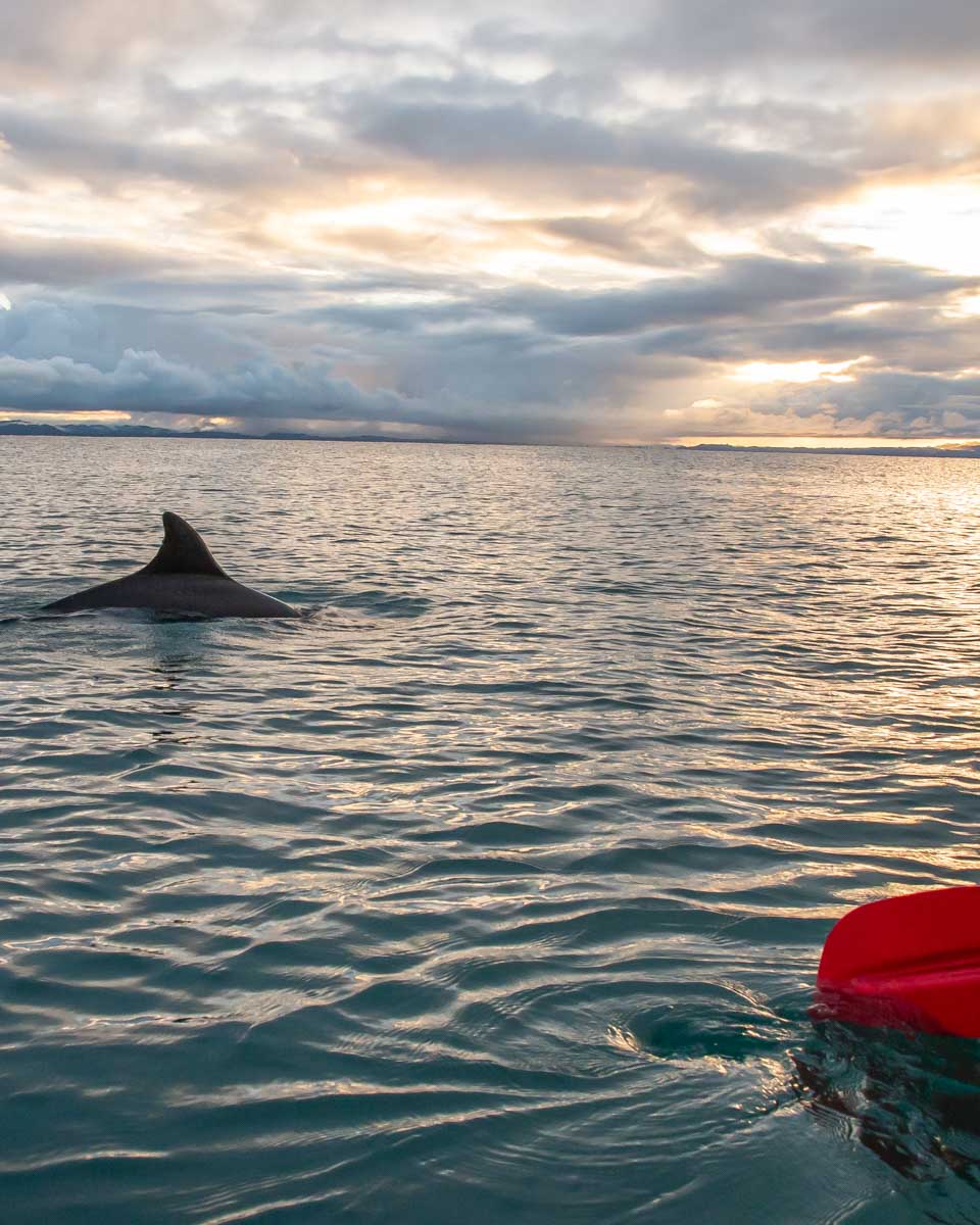A dolphin swims near our kayak on a Puerto Jimenez, Bio-Luminescence and Sunset Kayak Tour