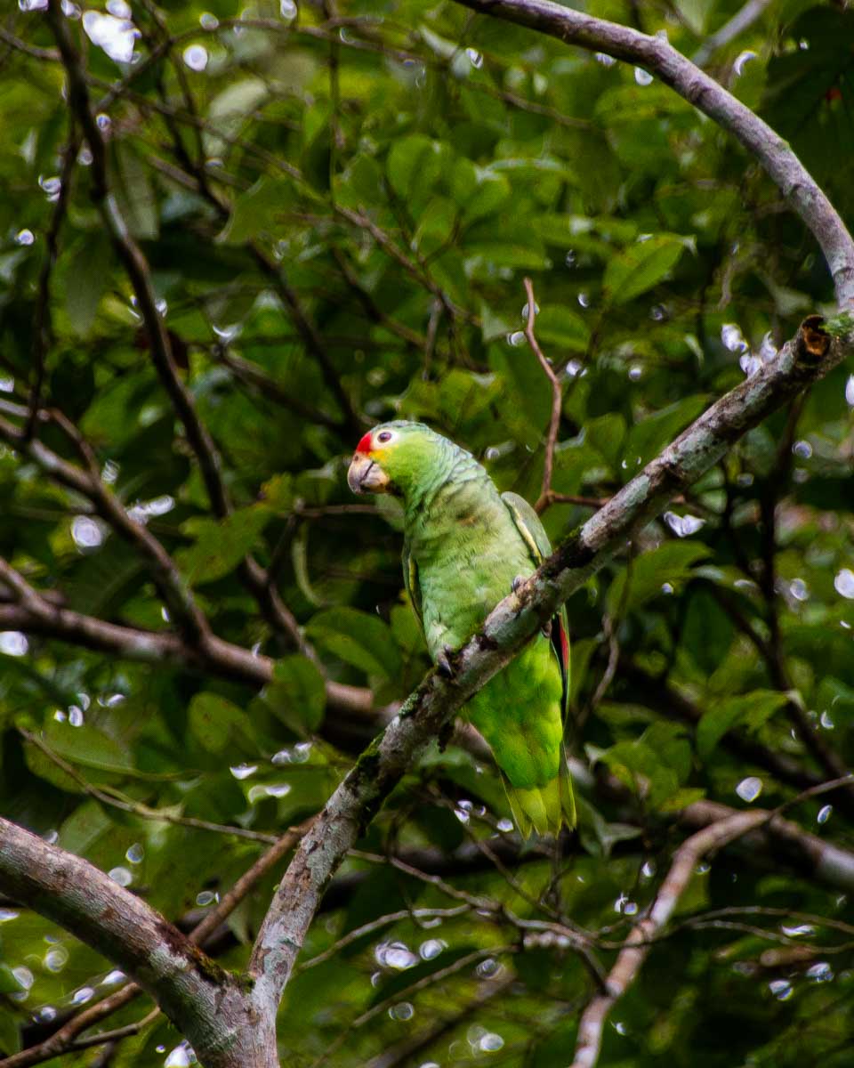 A green parrot sits in a tree on a bird watching tour in Manuel Antonio, Costa Rica