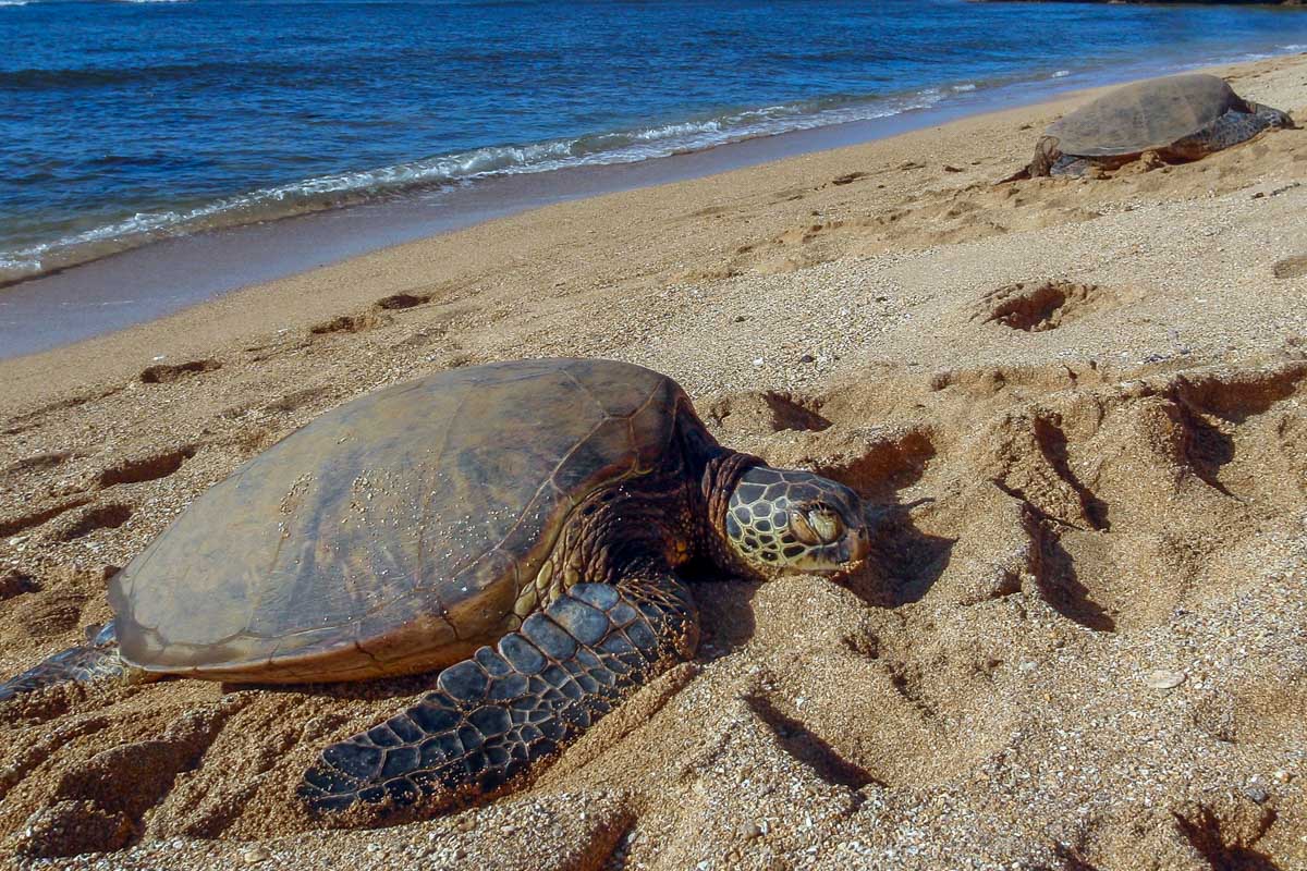 A greenback Turtle on Tortuguero Beach in Costa Rica