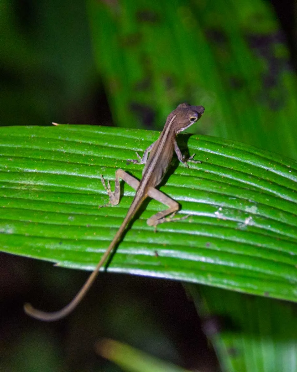 A lizard sits on a plant on a night tour in Monteverde, Costa Rica