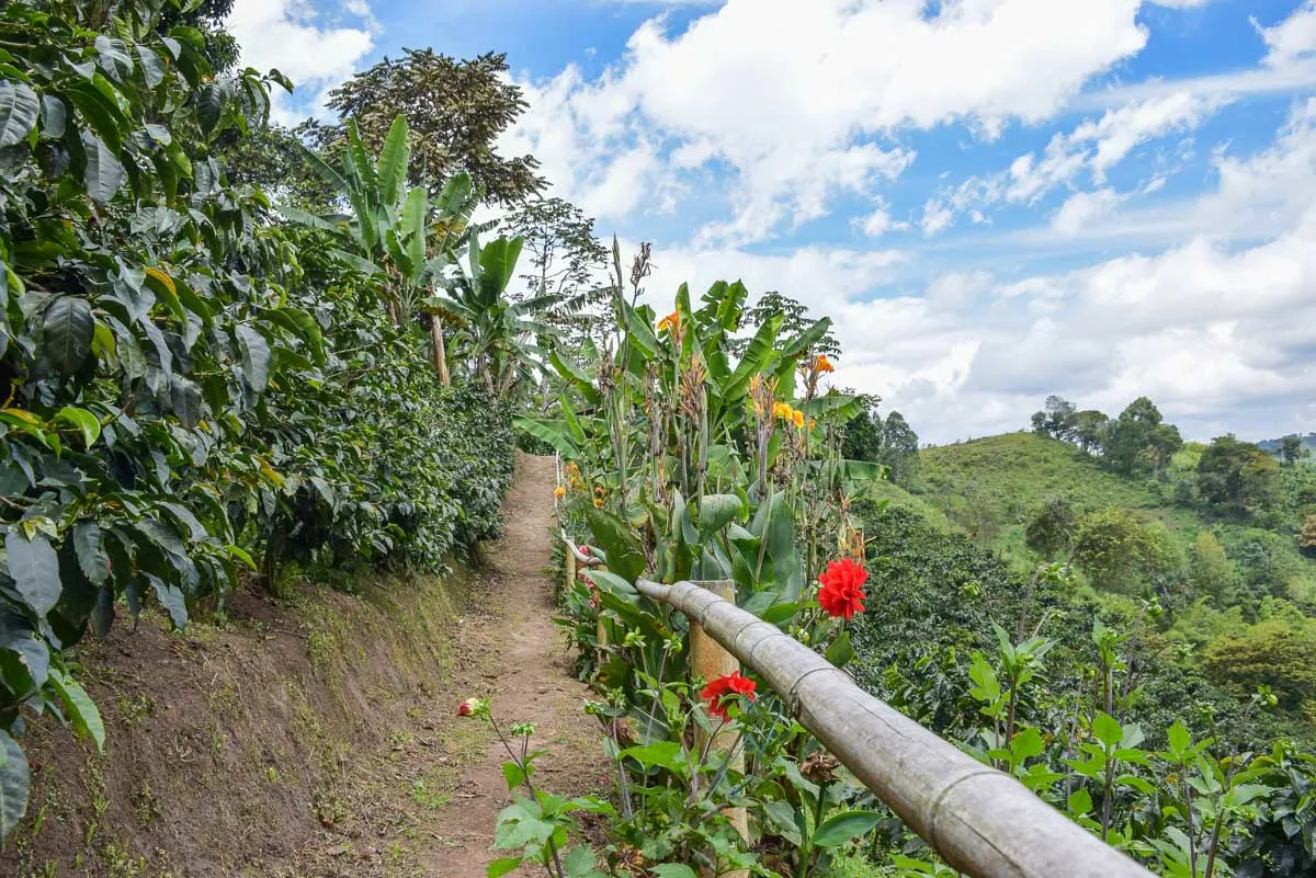 A pathway leads through a coffee plantation in Costa Rica