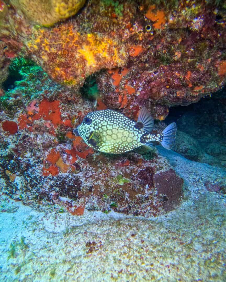 Costa Rica Box Fish 10 BEST Places to go Scuba Diving in Costa Rica - Costa Rica Travel Life