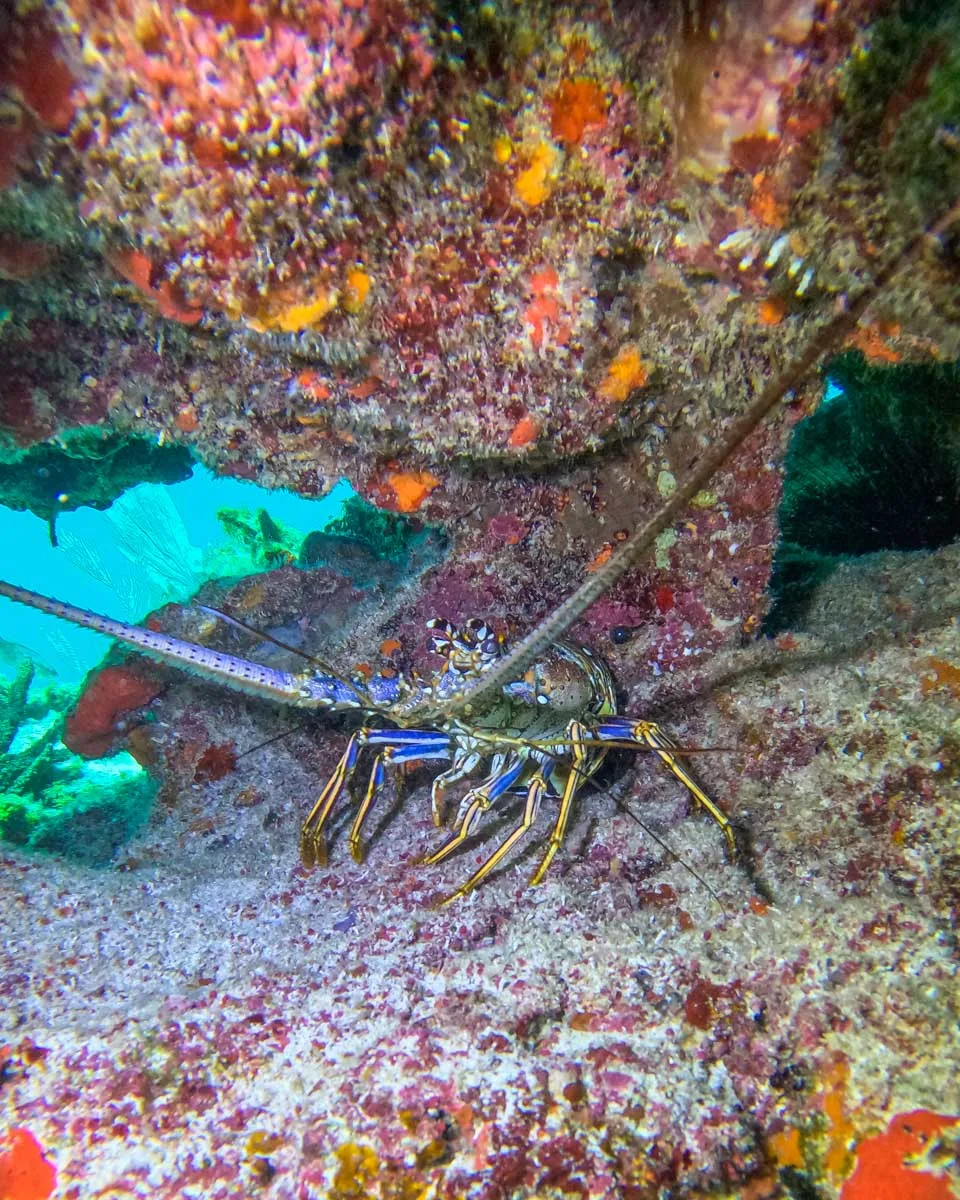 A rock lobster under a rock in Costa Rica while scuba diving