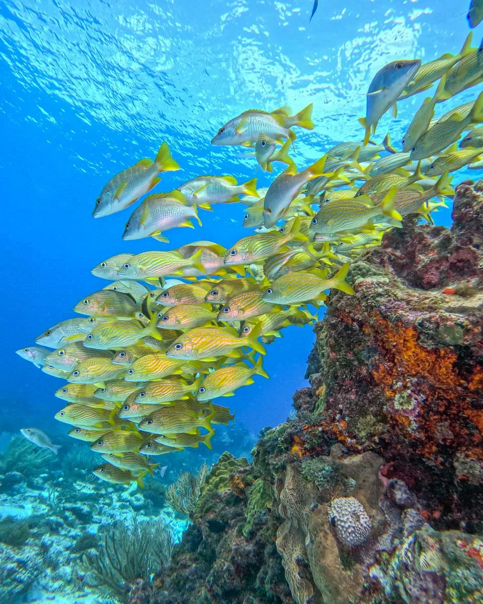 A school of fish swim beside some coral in Costa Rica