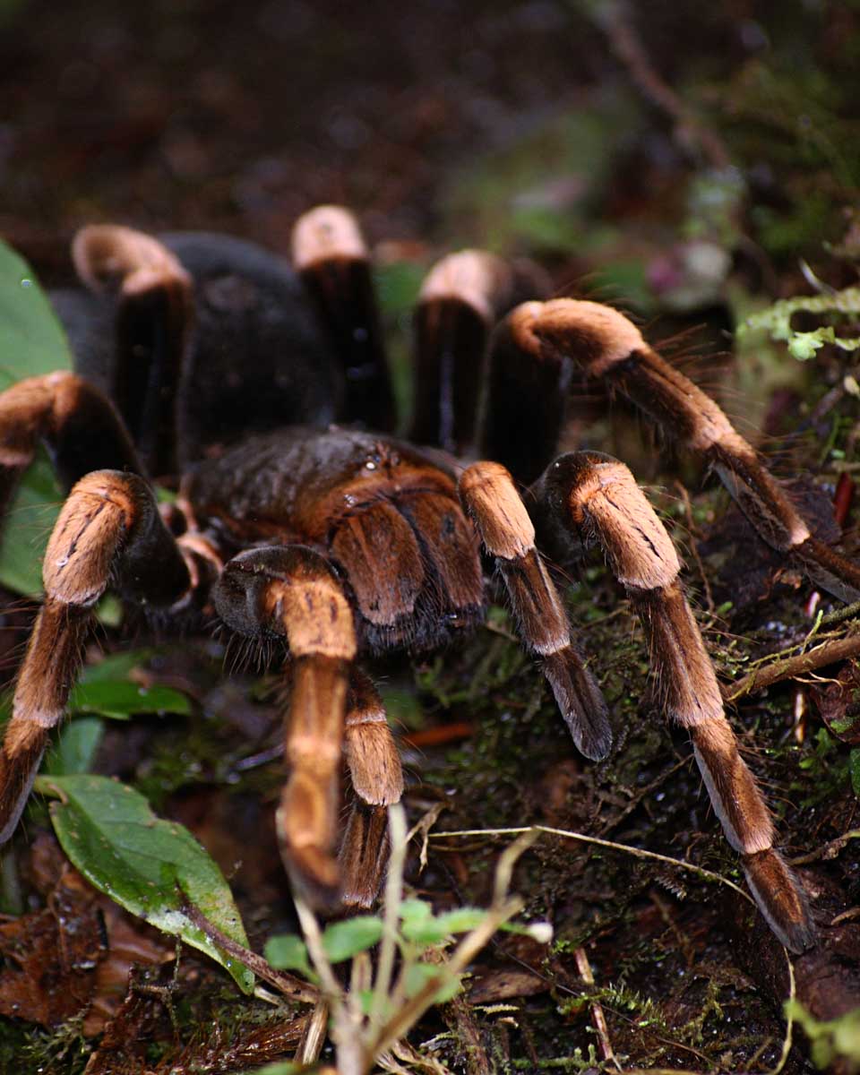 A tarantula on a night tour in Monteverde, Costa Rica