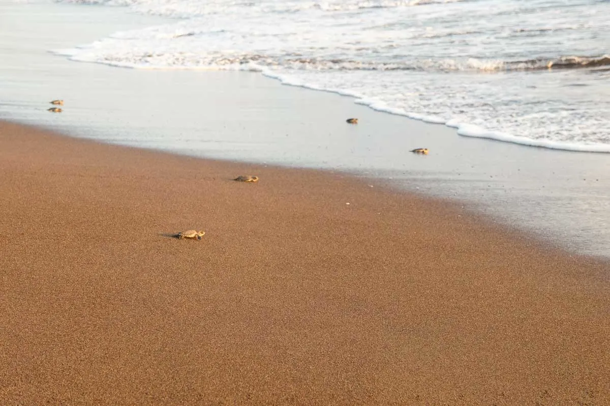 Baby turtles walk to the beach near Samara, Costa Rica