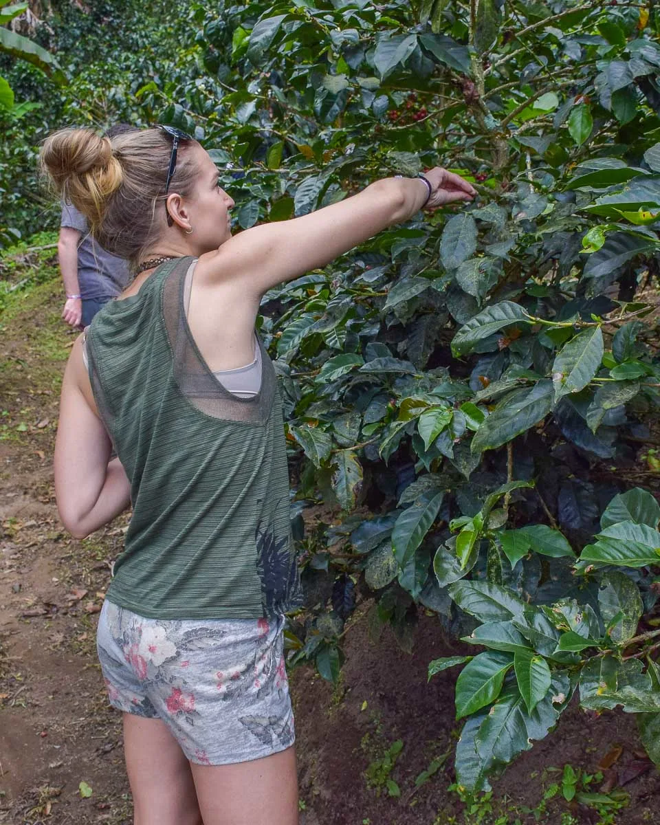 Bailey learns to pick coffee in Costa Rica