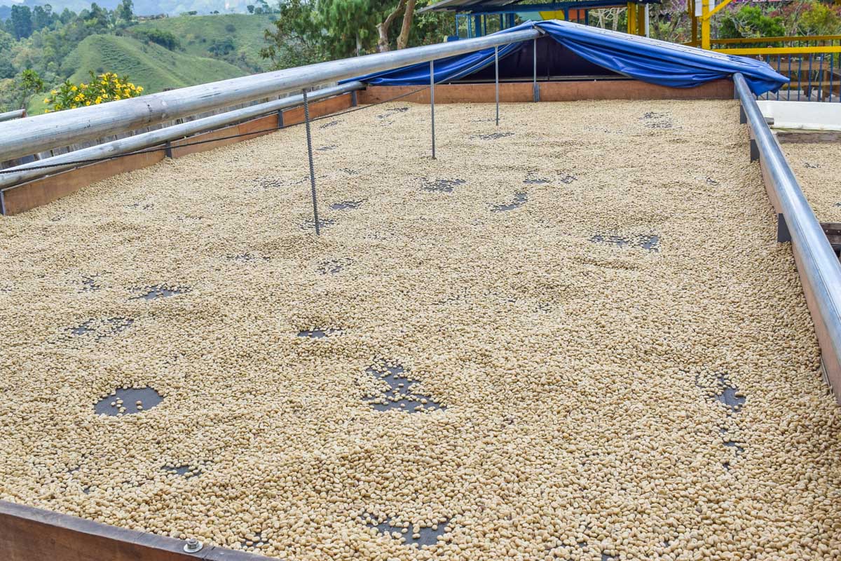 Coffee beans dry in Costa Rica (2)