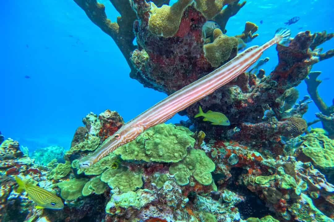 Costa Rica Box Fish 10 BEST Places to go Scuba Diving in Costa Rica - Costa Rica Travel Life