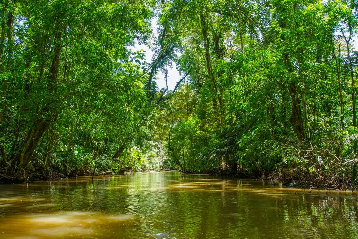 Manuel Antonio, Damas Island Estuary kayaking Tour