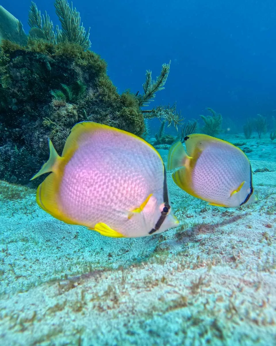 Two fish on the ocean floor while scuba diving in Costa Rica