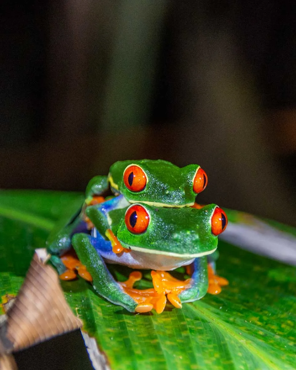 Two red eyed tree frogs at night in Monteverde cloud forest
