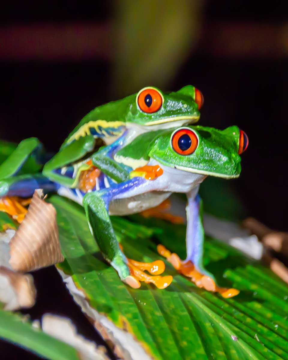 Two red eyed tree frogs in Costa Rica at night