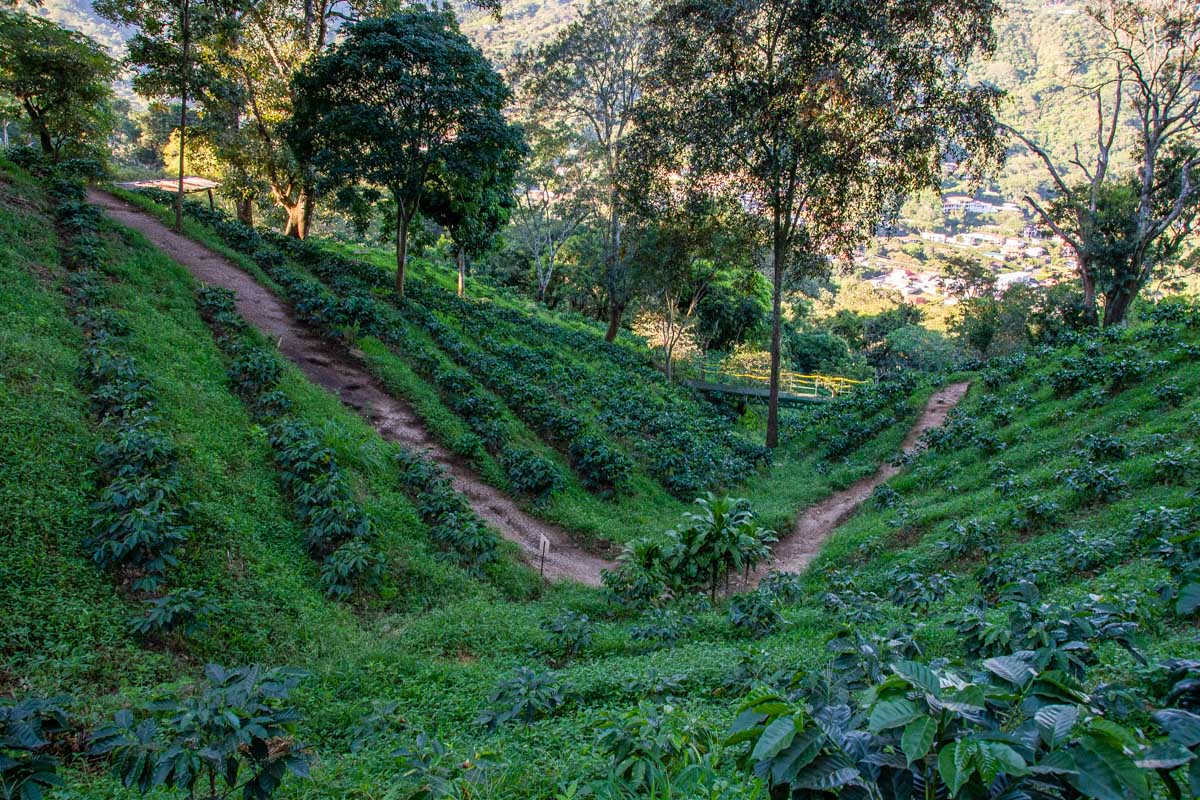 7 BEST Coffee Tours in Costa Rica (Local Coffee Plantations You Should Visit!)