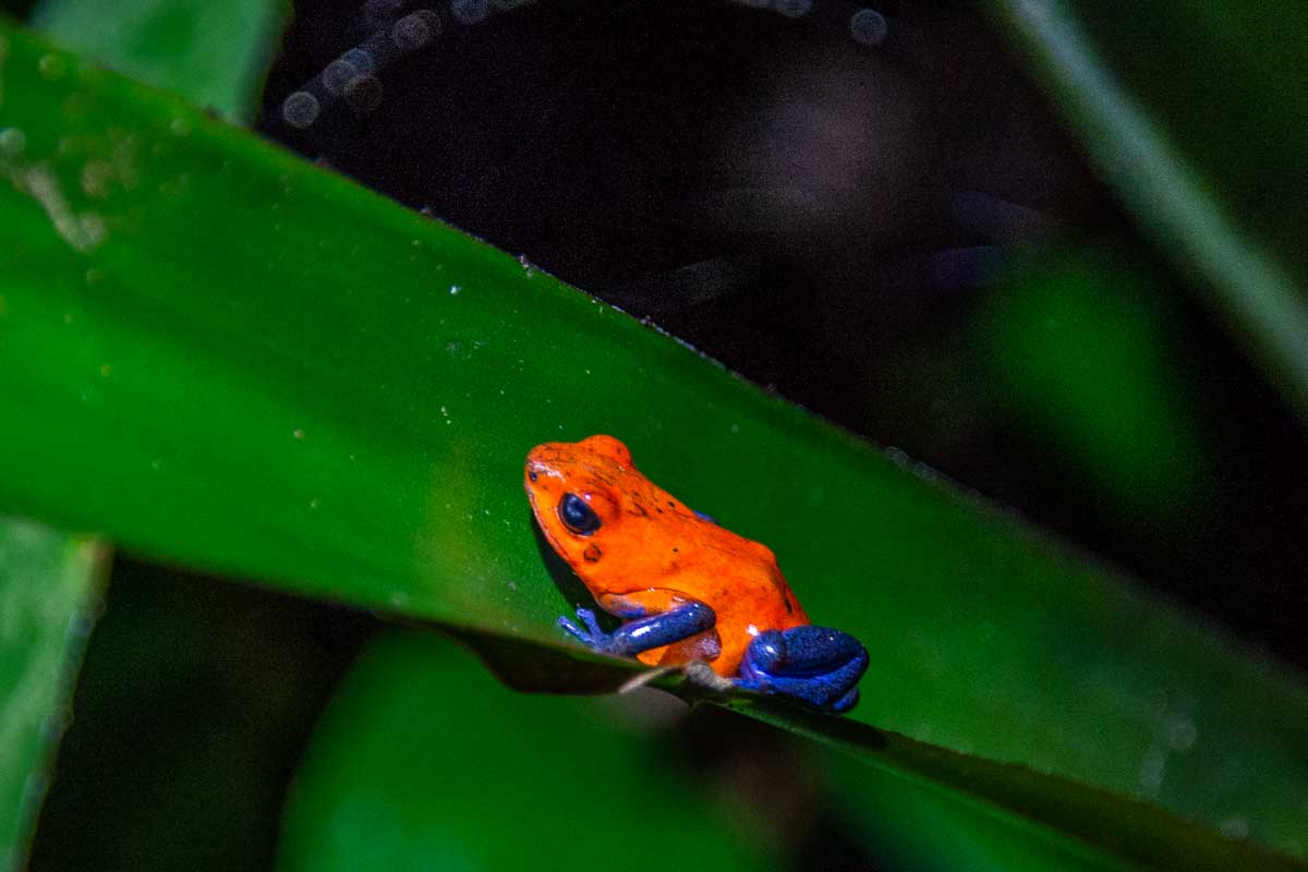 blue jeans poison dart frog on a branch on a night tour in Monteverde