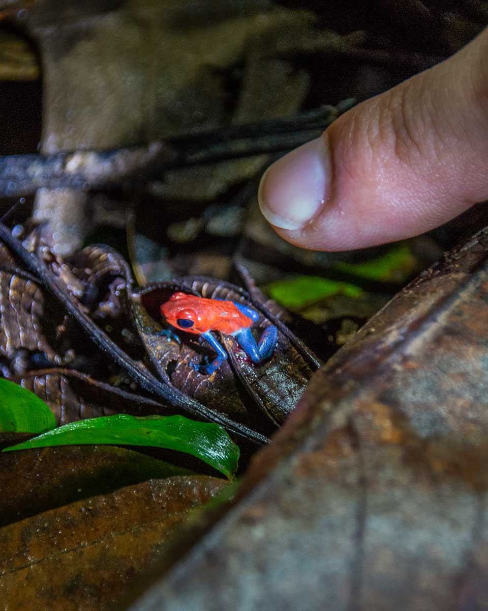 blue jeans poison dart frog on a night tour in Monteverde, Costa Rica