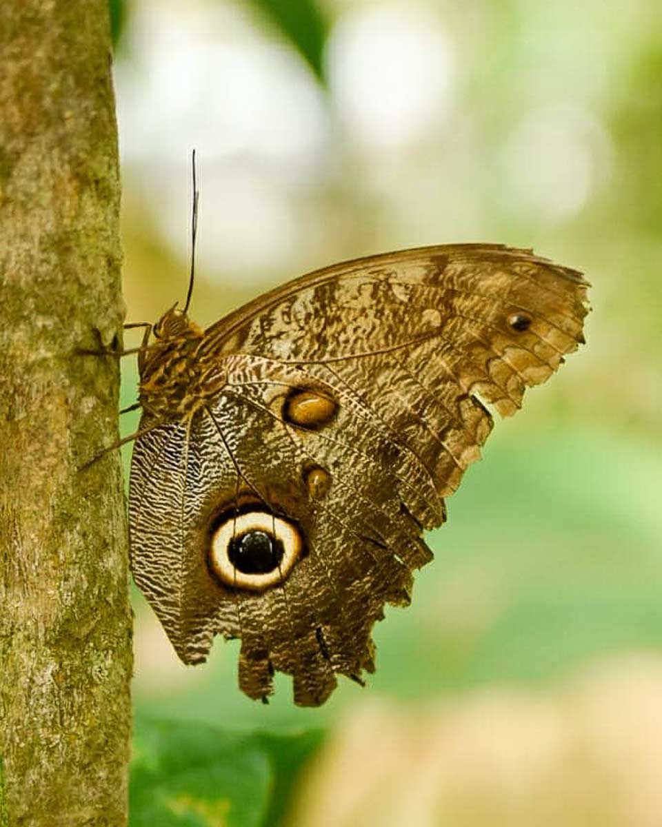 Bosque Nuboso el Cocora butterfly