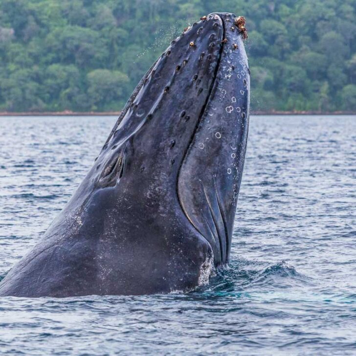 A humpback whale breaches head first in Uvita, Costa Rica