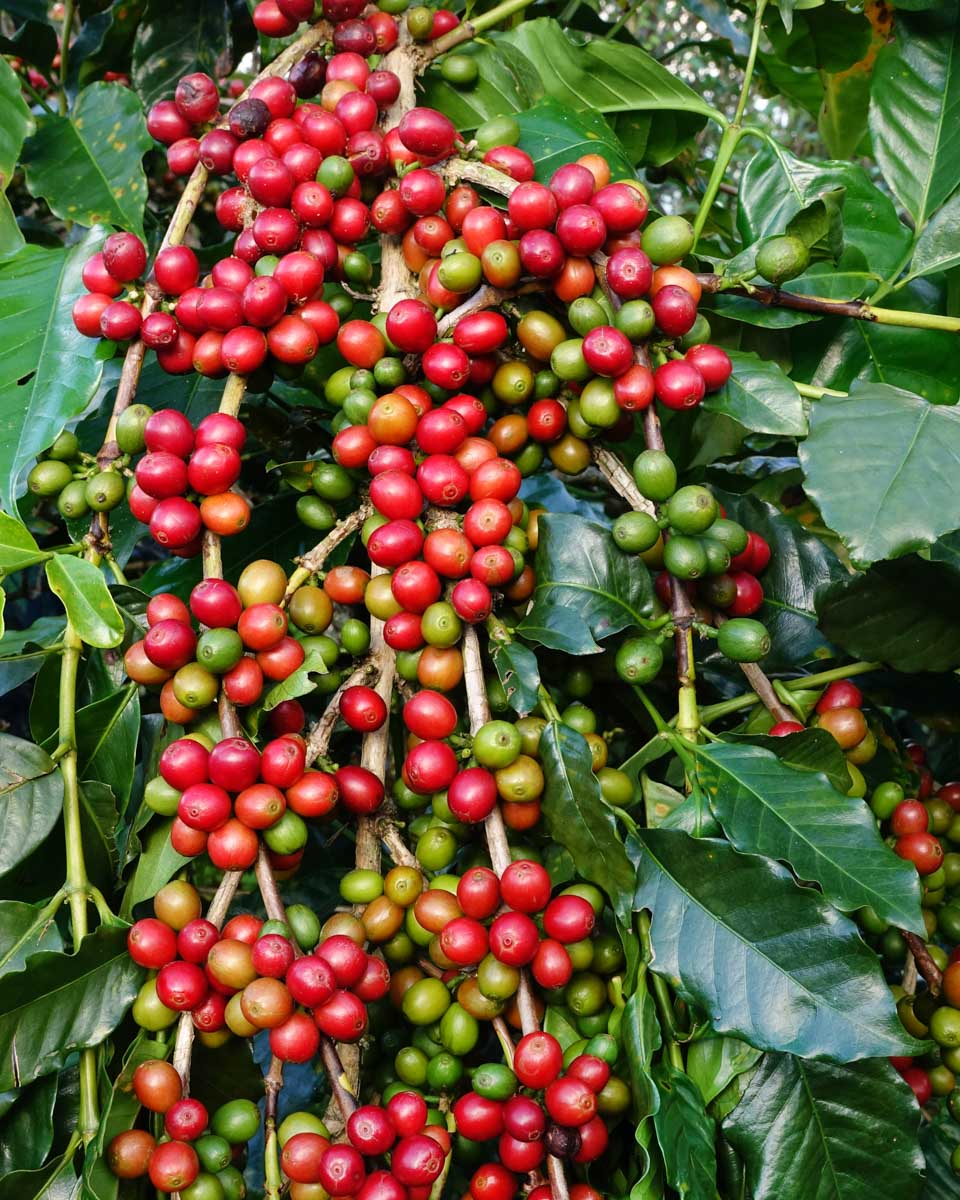 Coffee beans on the plant in Costa Rica