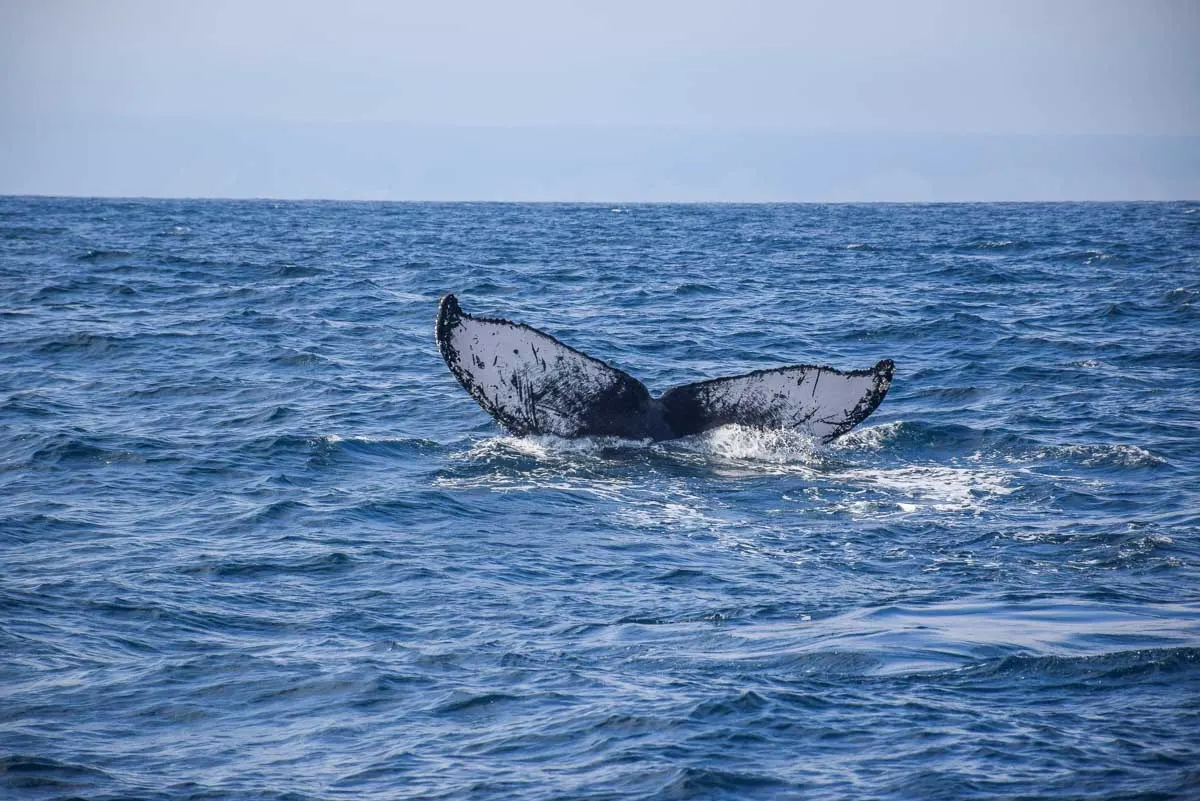 Costa rica whale tail in ocean