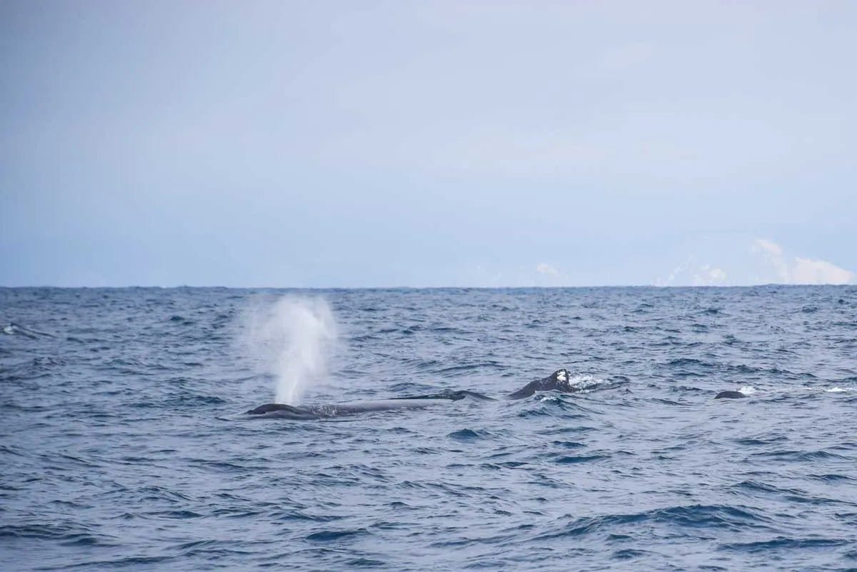 Humpback whale blows from its hole in Costa Rica on a whale watching tour from Uvita