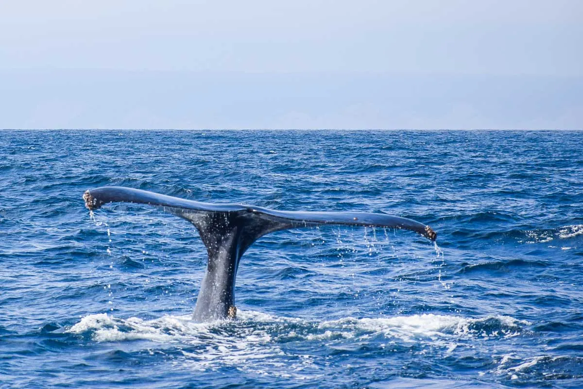 Humpback whale tail breaches the water in Costa rica