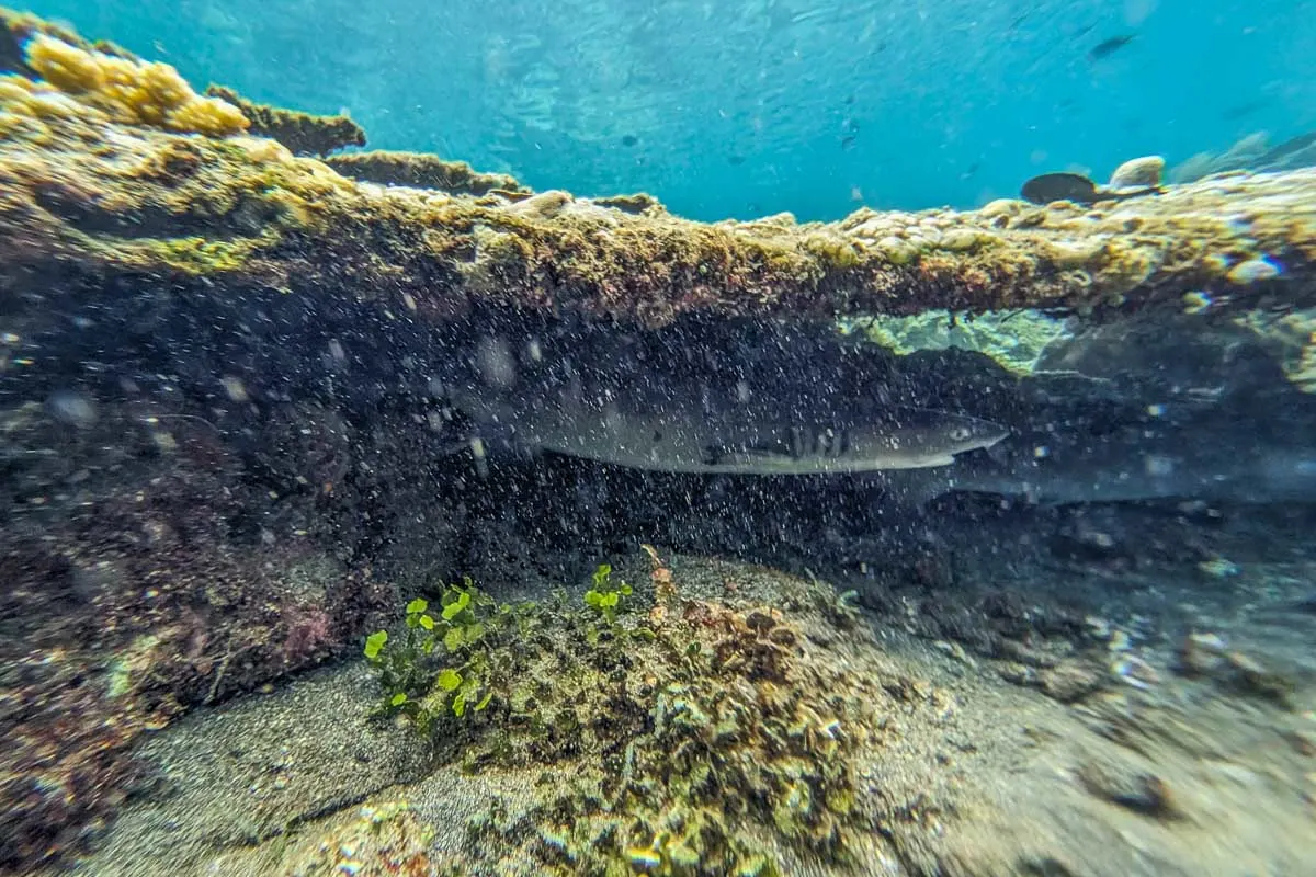 Sharks hide under a reef while Scuba Diving in Tamarindo, Costa Rica