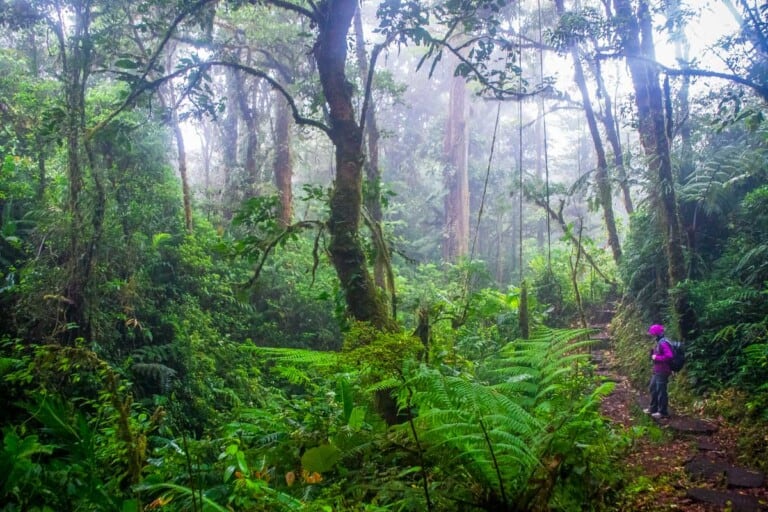 monteverde cloud forest seen in Costa Rica on a full day tour