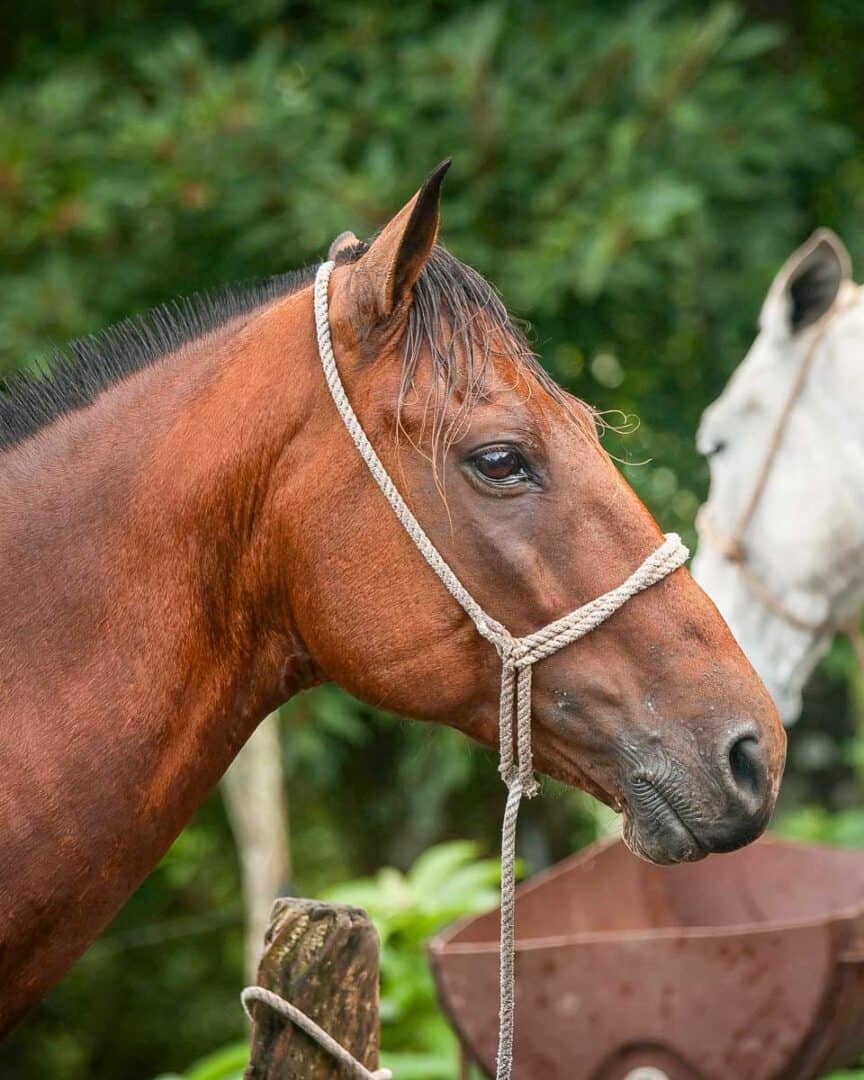 Monte Riding 2 BEST Monteverde Horseback Riding Tours - Costa Rica Travel Life