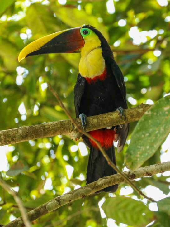 A toucan seen near Uvita Costa Rica
