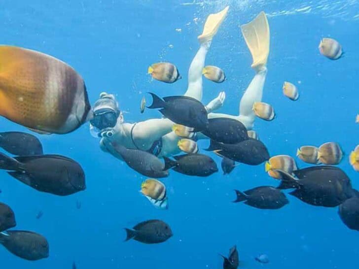Bailey snorkels at Isla Tortuga from Paquera Bay Costa Rica