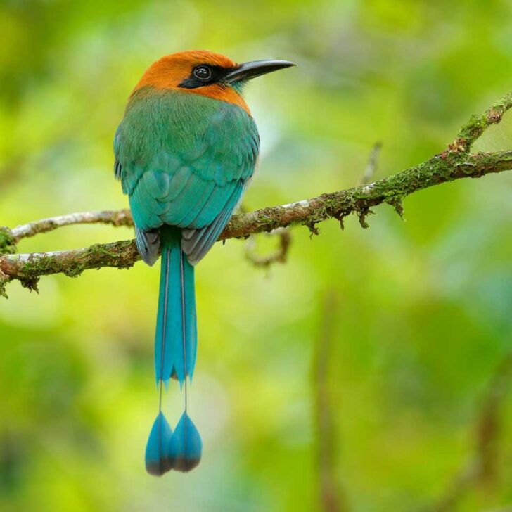 motmot bird in Jaco Costa Rica