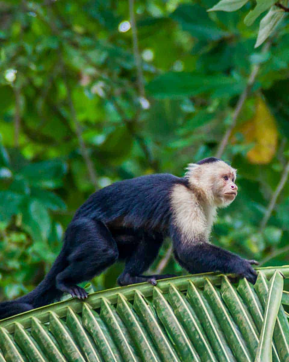 Capuchin-monkey-seen on Damas Island on a tour from Manuel Antonio-Costa-Rica
