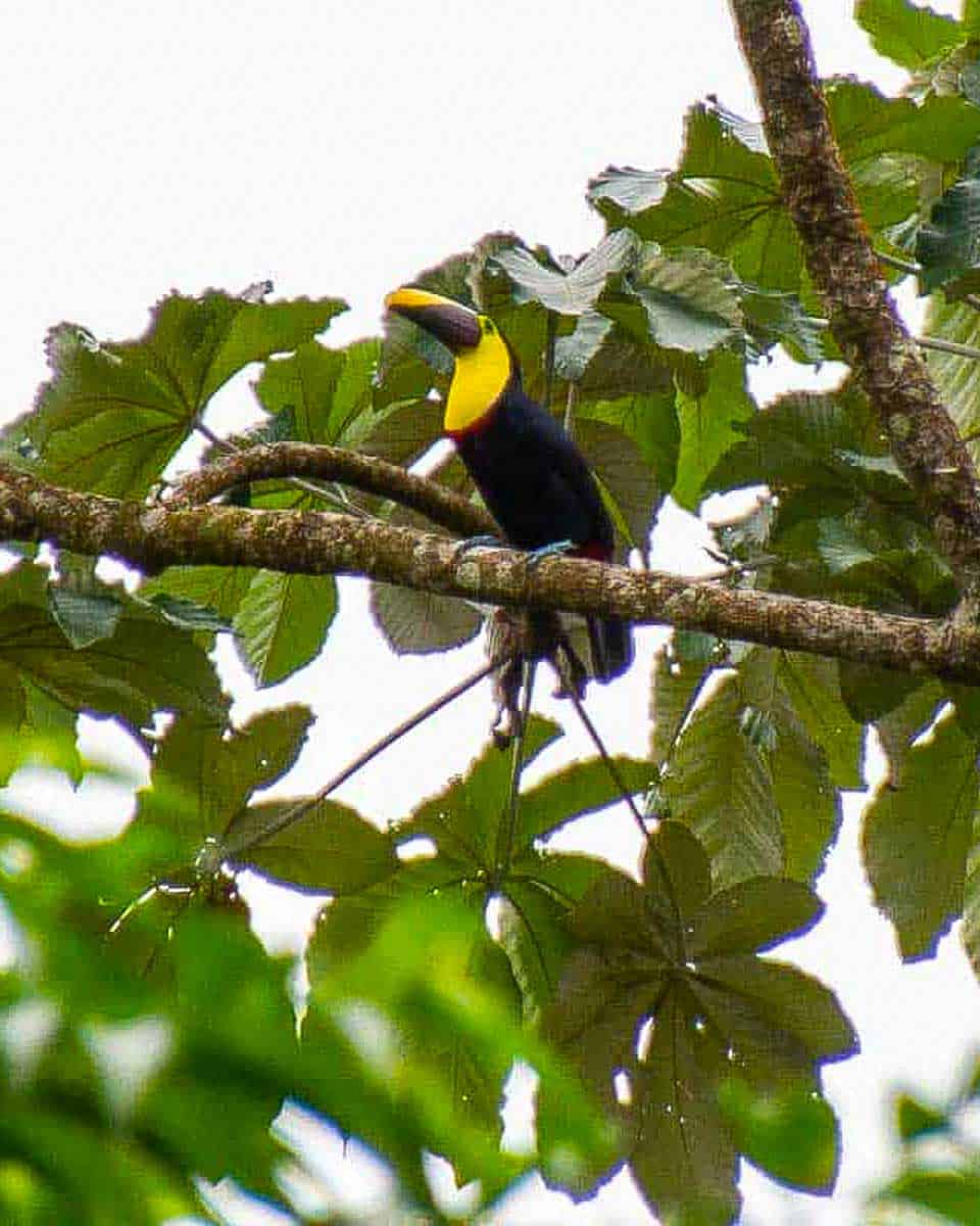 A-toucan-seen-on-a-tour-from-La-Fortuna