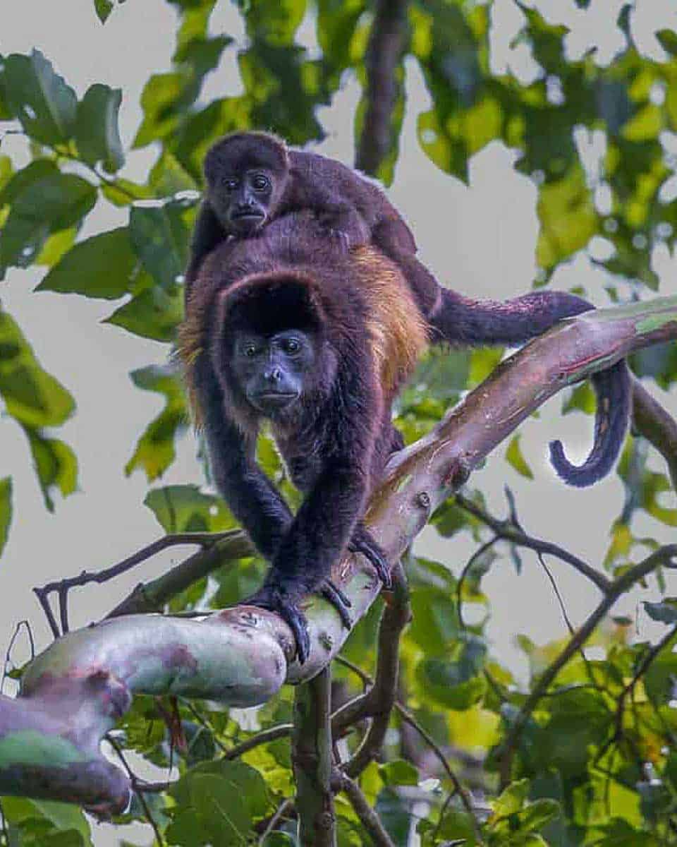 Howler Monkeys in Costa Rica