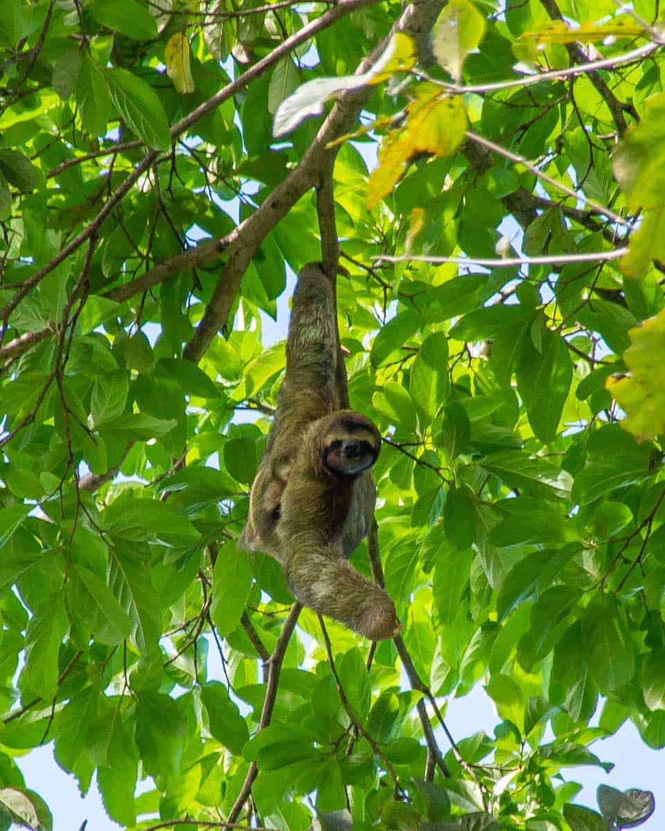Sloth-in-a-tree-seen-on-a-tour-La-Fortuna
