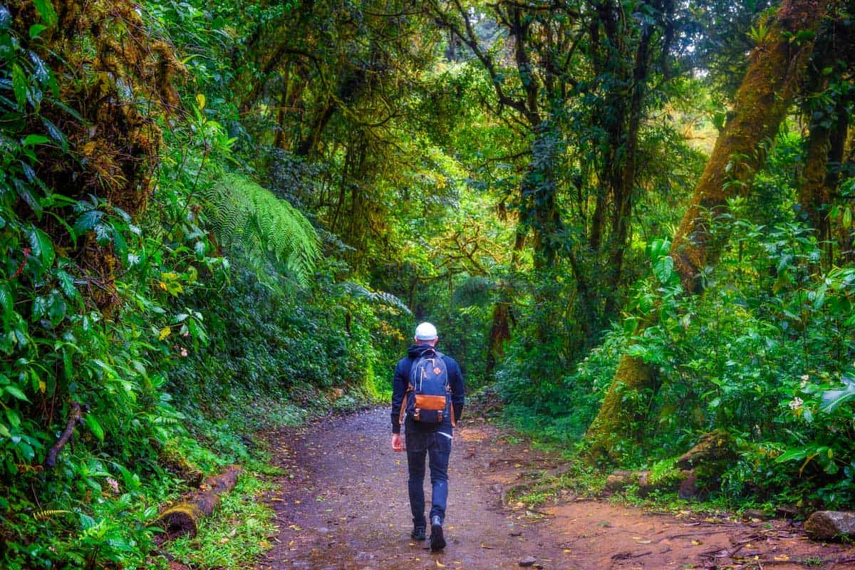 A man walks through the jungle in Costa Rica