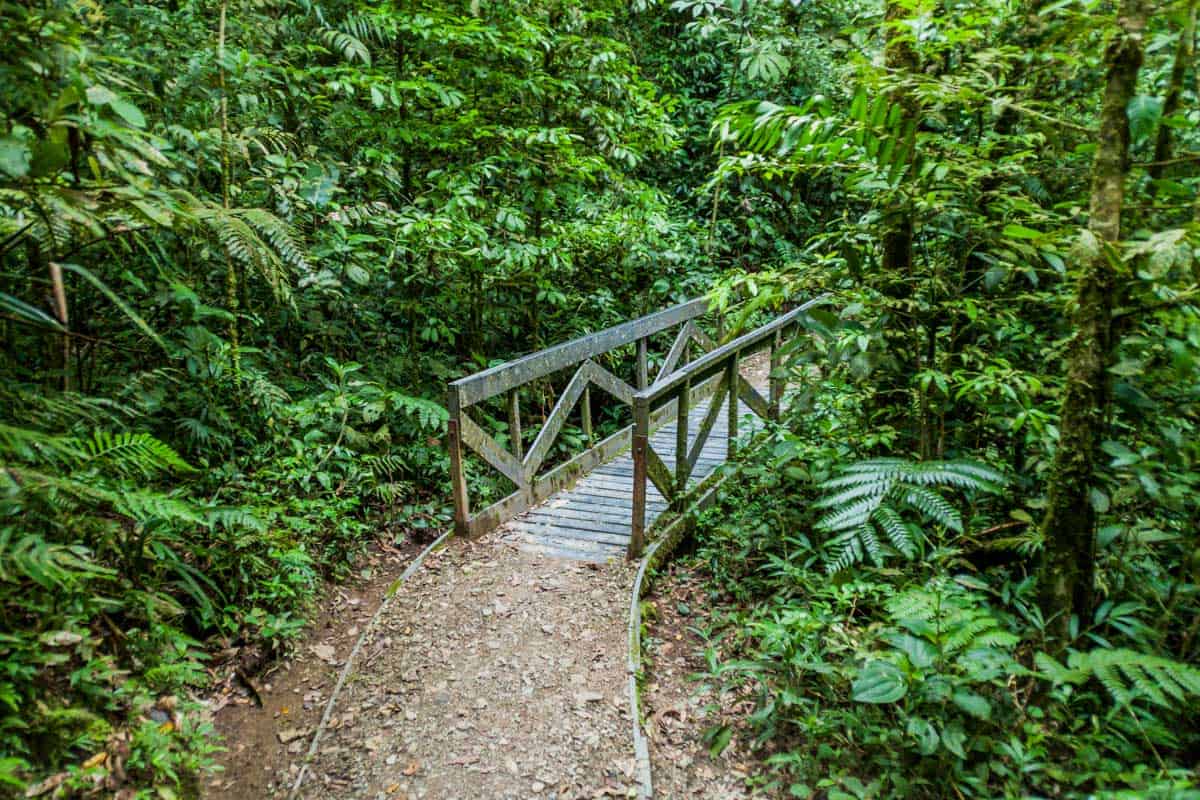 Hiking trail in cloud forest of Monteverde Costa Rica